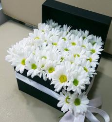 kare kutuda papatyalar