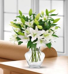 kokulu kazablankalar